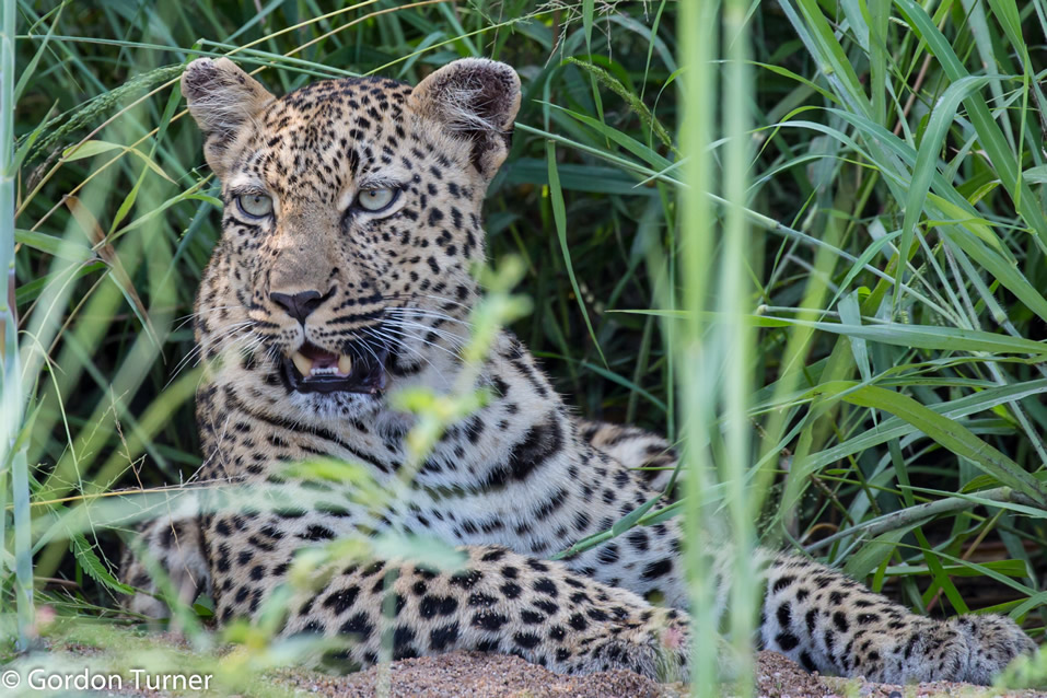 <h2>The Best of South Africa Escorted 2019</h2>Kruger Safari, Cape Town, the Winelands & Garden Route | 14 Nights | 5 Rounds | February 23 - March 9
